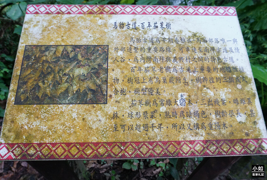 新竹尖石馬胎古道步道！百年茄苳樹 繩索吊橋，悠閒健行好去處。