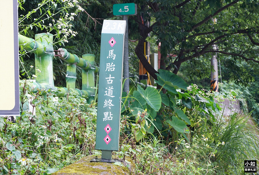 新竹尖石馬胎古道步道！百年茄苳樹 繩索吊橋，悠閒健行好去處。