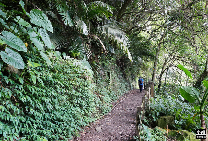 新竹尖石馬胎古道步道！百年茄苳樹 繩索吊橋，悠閒健行好去處。