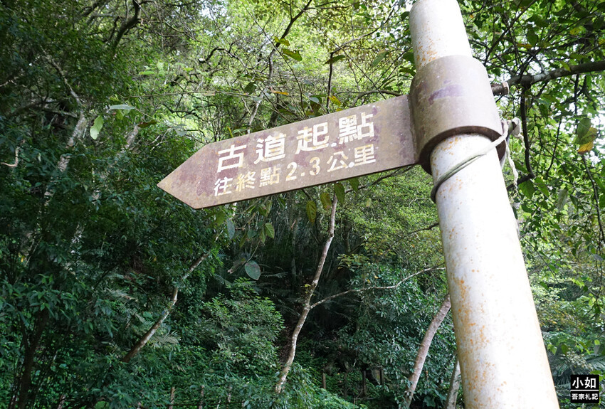 新竹尖石馬胎古道步道！百年茄苳樹 繩索吊橋，悠閒健行好去處。