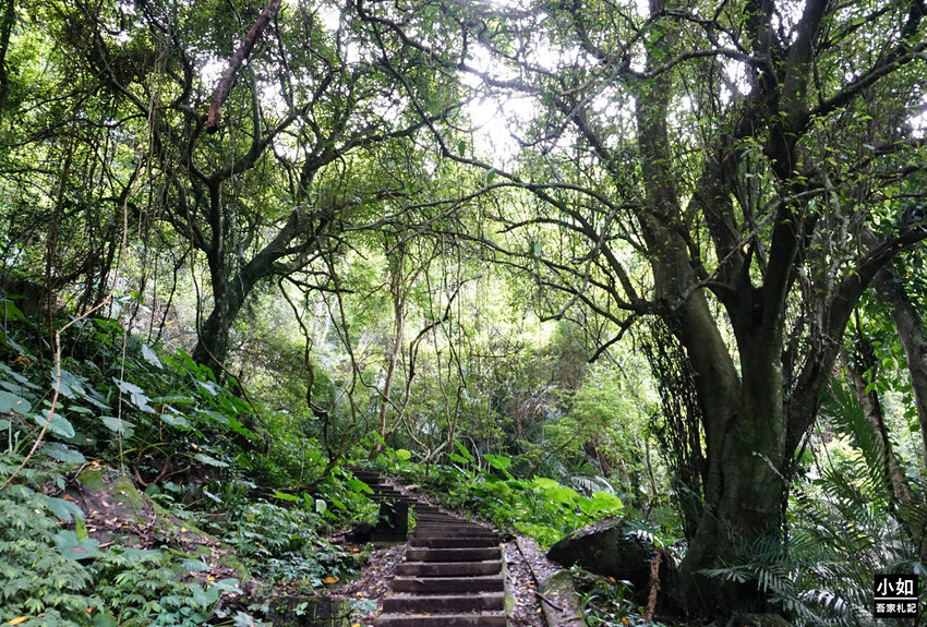 新竹尖石馬胎古道步道！百年茄苳樹 繩索吊橋，悠閒健行好去處。