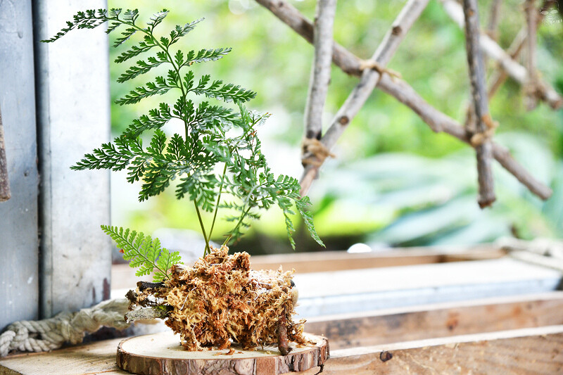 【台中旅遊推薦】『跟著飛鼠去旅行-部落尋音之旅-裡冷部落』,