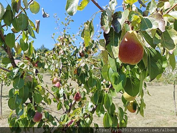 Conacul Maldar飯店景觀餐廳午餐，還有多種溫帶水
