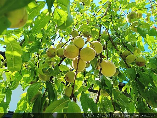 Conacul Maldar飯店景觀餐廳午餐，還有多種溫帶水