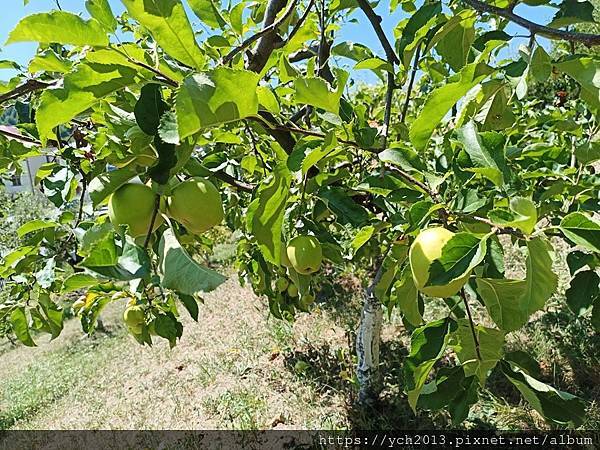 Conacul Maldar飯店景觀餐廳午餐，還有多種溫帶水