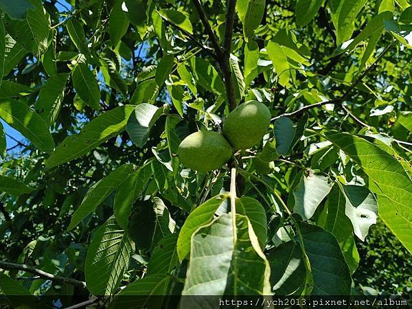 Conacul Maldar飯店景觀餐廳午餐，還有多種溫帶水
