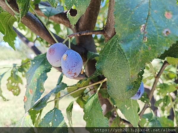 Conacul Maldar飯店景觀餐廳午餐，還有多種溫帶水