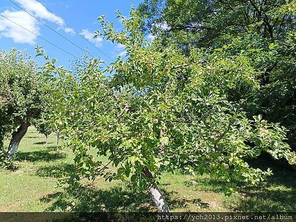 Conacul Maldar飯店景觀餐廳午餐，還有多種溫帶水