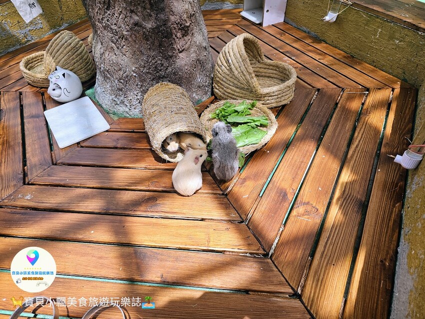 免飛日本！宜蘭蘭陽動植物王國實現您與狐獴水豚親密近距離接觸的動物夢想