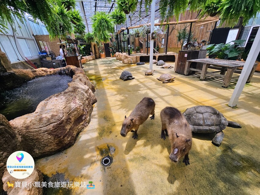 免飛日本！宜蘭蘭陽動植物王國實現您與狐獴水豚親密近距離接觸的動物夢想