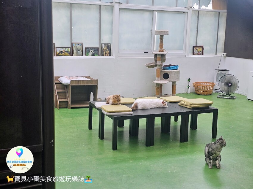 免飛日本！宜蘭蘭陽動植物王國實現您與狐獴水豚親密近距離接觸的動物夢想