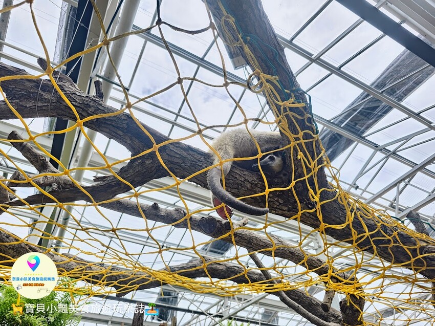 免飛日本！宜蘭蘭陽動植物王國實現您與狐獴水豚親密近距離接觸的動物夢想