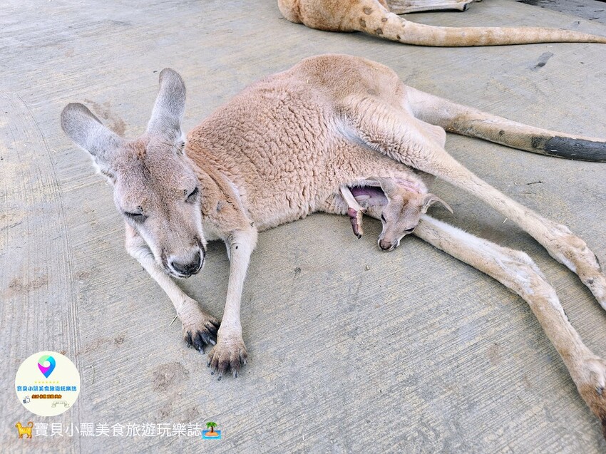 免飛日本！宜蘭蘭陽動植物王國實現您與狐獴水豚親密近距離接觸的動物夢想