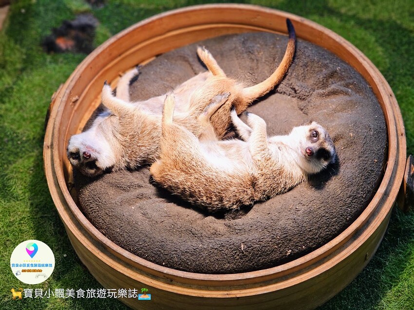 探索宜蘭香格里拉休閒農場秘境!享檜木香住宿與豐富農場體驗