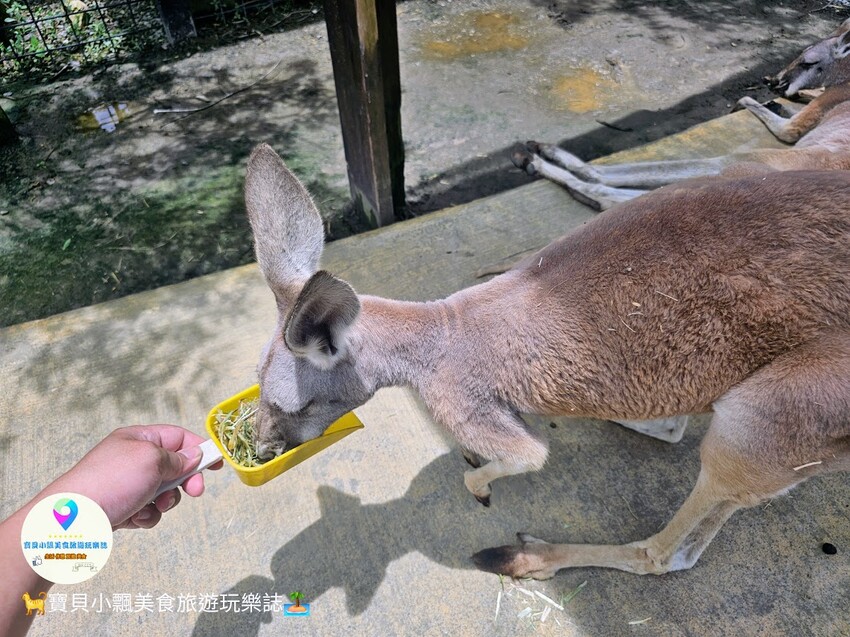 免飛日本！宜蘭蘭陽動植物王國實現您與狐獴水豚親密近距離接觸的動物夢想