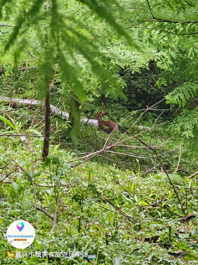 探索宜蘭香格里拉休閒農場秘境!享檜木香住宿與豐富農場體驗
