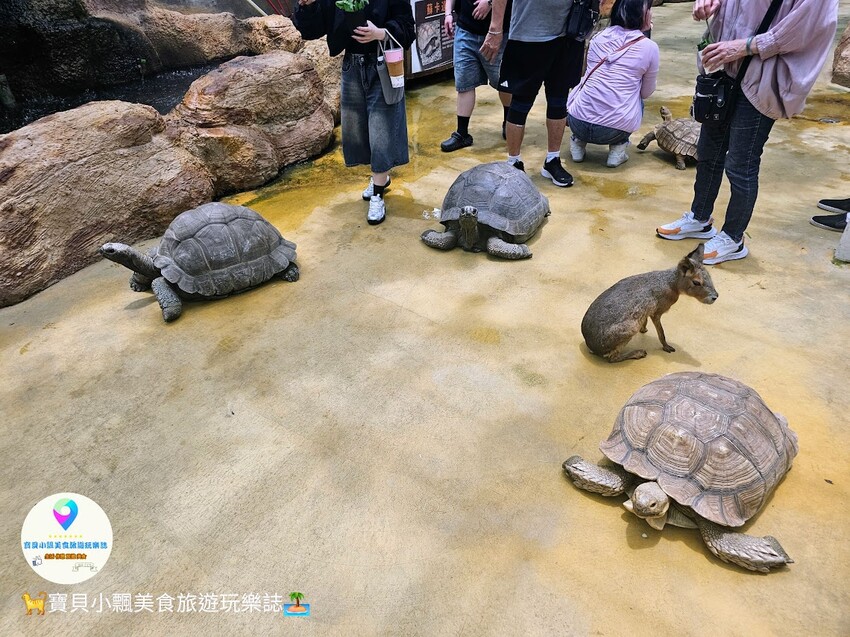 免飛日本！宜蘭蘭陽動植物王國實現您與狐獴水豚親密近距離接觸的動物夢想