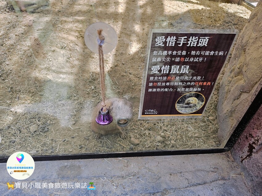 免飛日本！宜蘭蘭陽動植物王國實現您與狐獴水豚親密近距離接觸的動物夢想