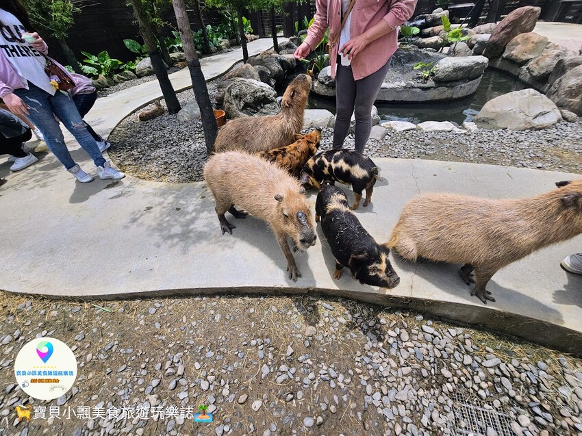 免飛日本！宜蘭蘭陽動植物王國實現您與狐獴水豚親密近距離接觸的動物夢想