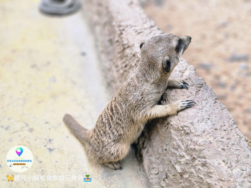 免飛日本！宜蘭蘭陽動植物王國實現您與狐獴水豚親密近距離接觸的動物夢想