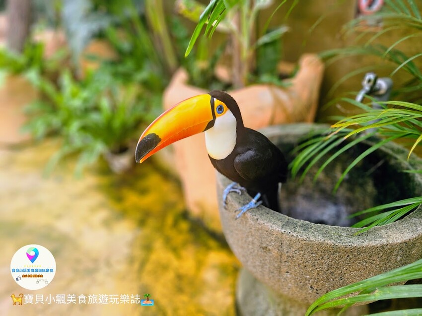 免飛日本！宜蘭蘭陽動植物王國實現您與狐獴水豚親密近距離接觸的動物夢想