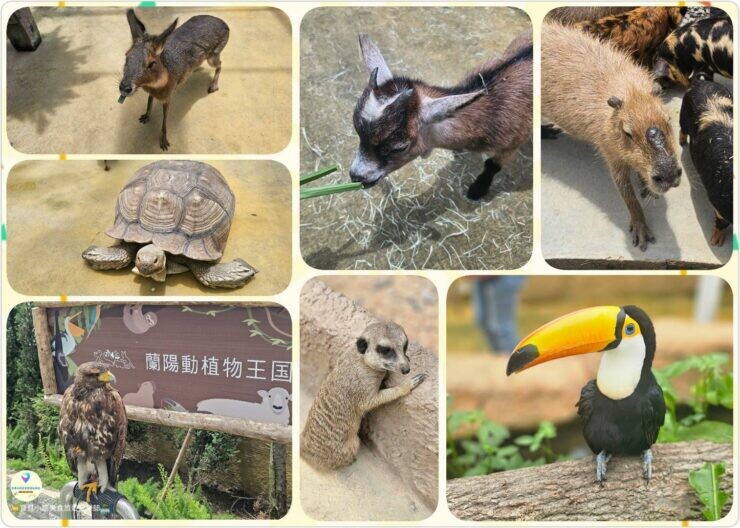 免飛日本！宜蘭蘭陽動植物王國實現您與狐獴水豚親密近距離接觸的動物夢想