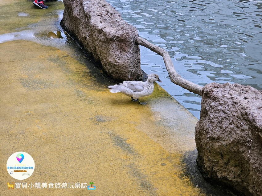 免飛日本！宜蘭蘭陽動植物王國實現您與狐獴水豚親密近距離接觸的動物夢想