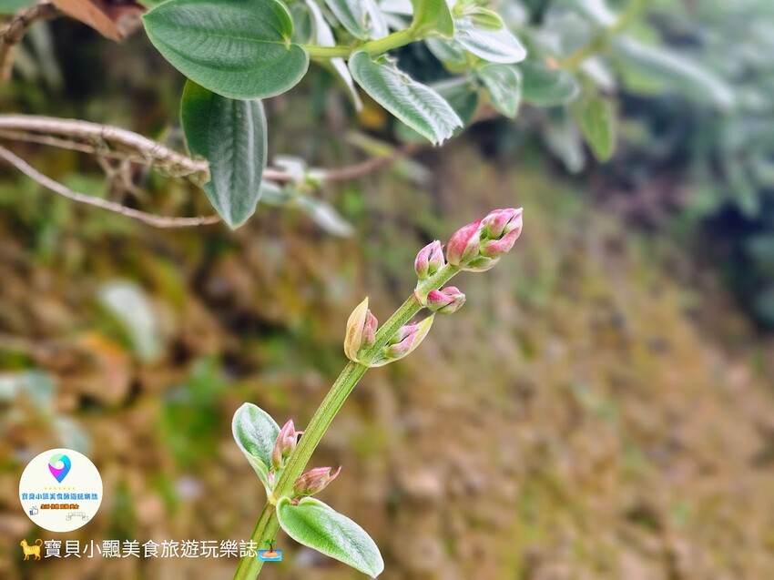 探索宜蘭香格里拉休閒農場秘境!享檜木香住宿與豐富農場體驗