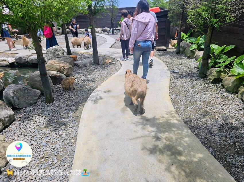 免飛日本！宜蘭蘭陽動植物王國實現您與狐獴水豚親密近距離接觸的動物夢想
