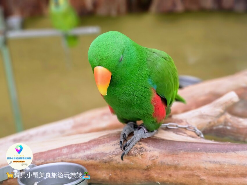 免飛日本！宜蘭蘭陽動植物王國實現您與狐獴水豚親密近距離接觸的動物夢想