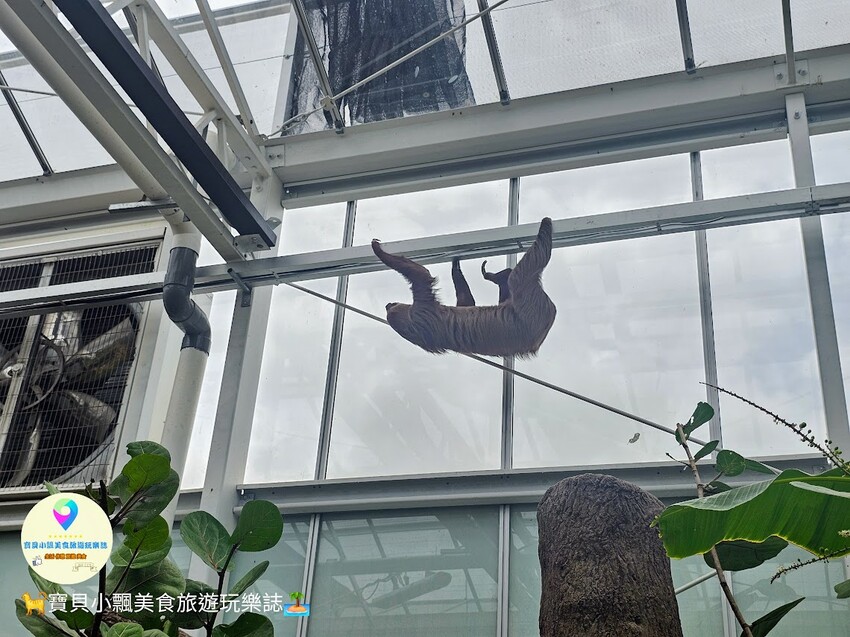 免飛日本！宜蘭蘭陽動植物王國實現您與狐獴水豚親密近距離接觸的動物夢想