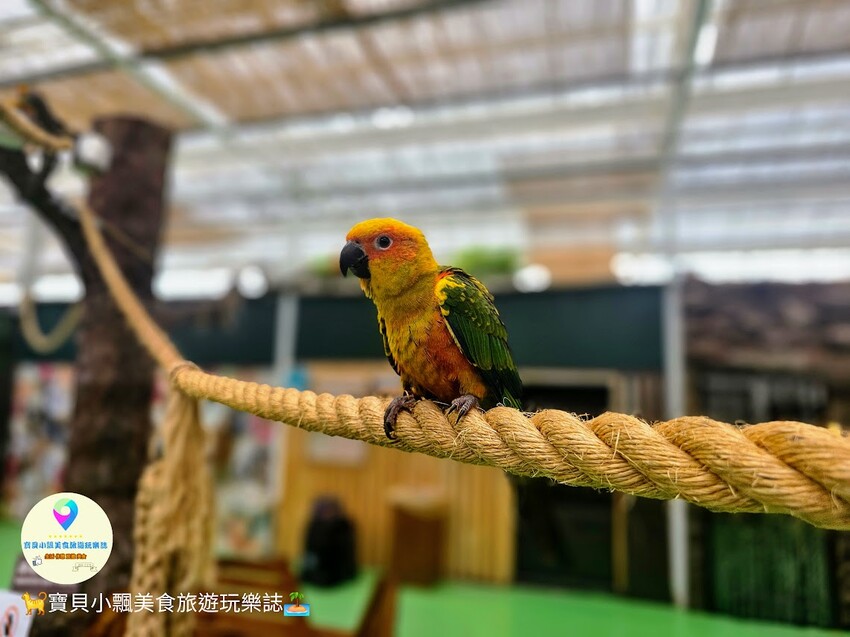 免飛日本！宜蘭蘭陽動植物王國實現您與狐獴水豚親密近距離接觸的動物夢想