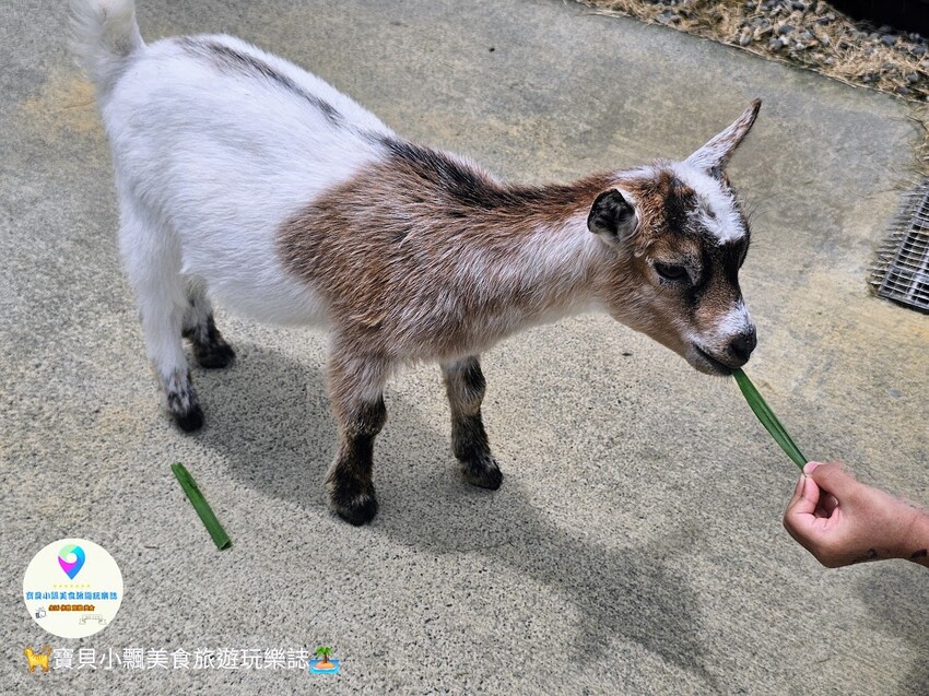 免飛日本！宜蘭蘭陽動植物王國實現您與狐獴水豚親密近距離接觸的動物夢想