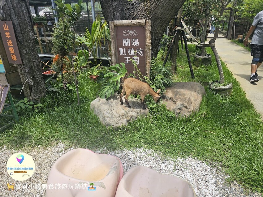 免飛日本！宜蘭蘭陽動植物王國實現您與狐獴水豚親密近距離接觸的動物夢想