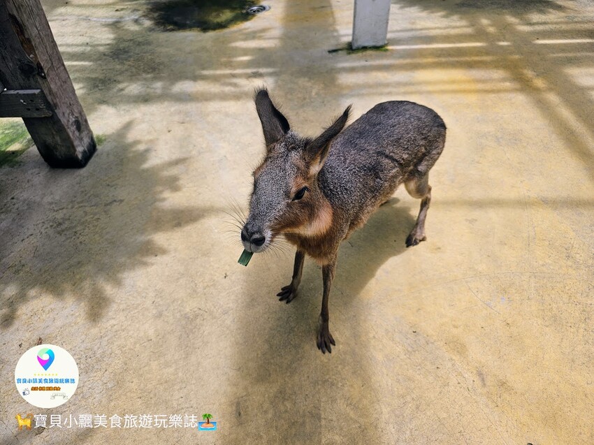 免飛日本！宜蘭蘭陽動植物王國實現您與狐獴水豚親密近距離接觸的動物夢想