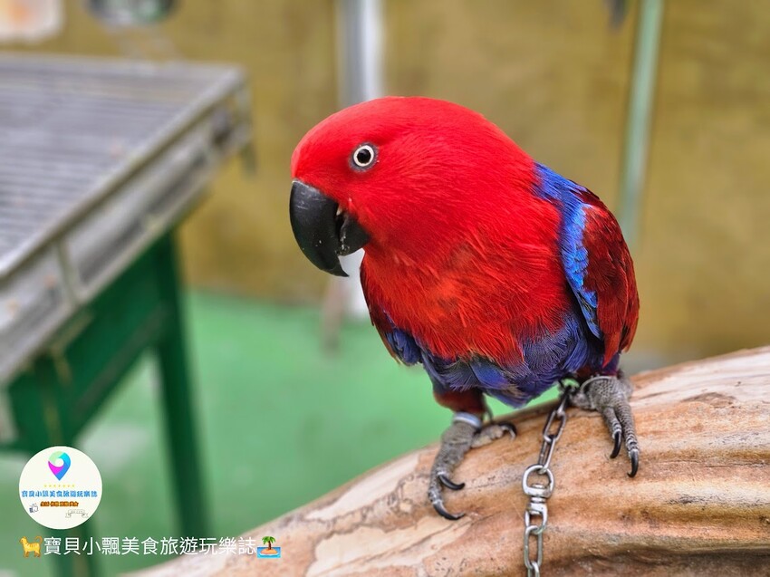 免飛日本！宜蘭蘭陽動植物王國實現您與狐獴水豚親密近距離接觸的動物夢想