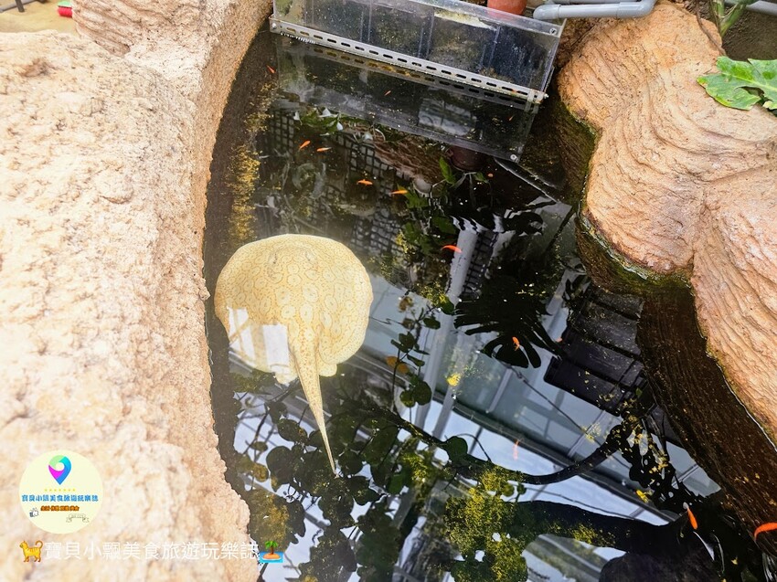 免飛日本！宜蘭蘭陽動植物王國實現您與狐獴水豚親密近距離接觸的動物夢想