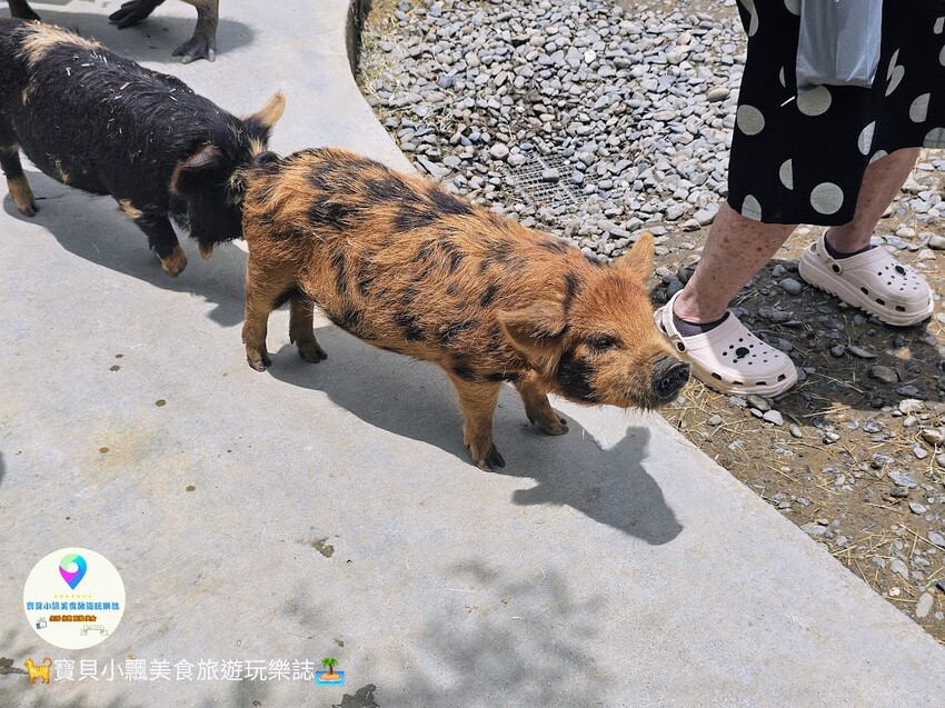 免飛日本！宜蘭蘭陽動植物王國實現您與狐獴水豚親密近距離接觸的動物夢想