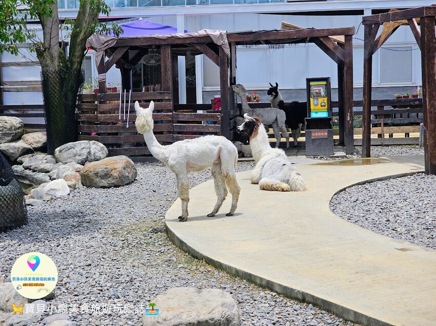 免飛日本！宜蘭蘭陽動植物王國實現您與狐獴水豚親密近距離接觸的動物夢想