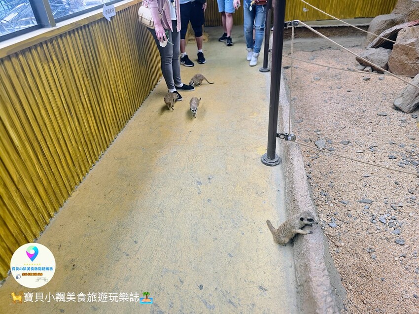 免飛日本！宜蘭蘭陽動植物王國實現您與狐獴水豚親密近距離接觸的動物夢想