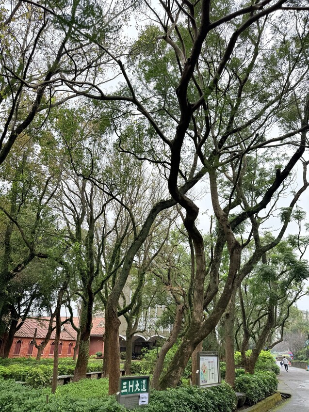 新北淡水一日遊：文藝森林系咖啡廳星巴克雲門門市。鄰近淡水河堤景色優美的真理大學