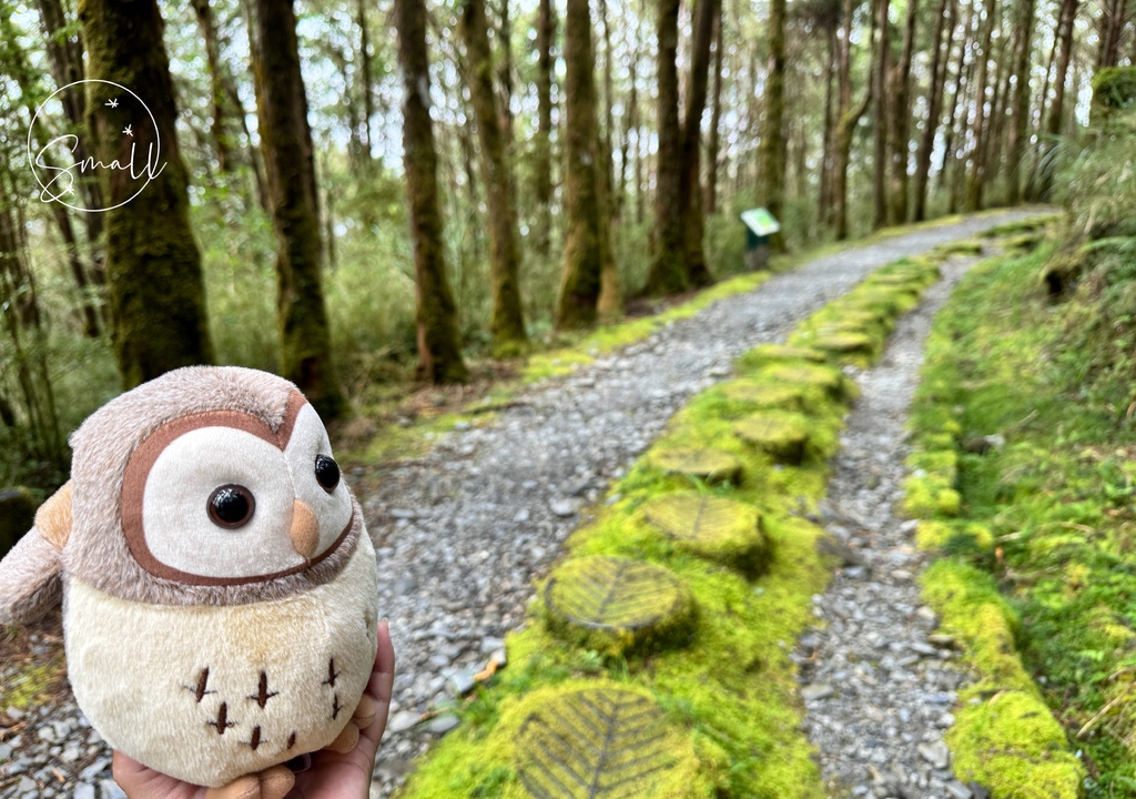 太平山限定【灰林鴞布偶娃娃】一趟旅程一定要有獨一無二的紀念品 太平山限定【灰林鴞布偶娃娃】一趟旅程一定要有獨一無二的紀念品