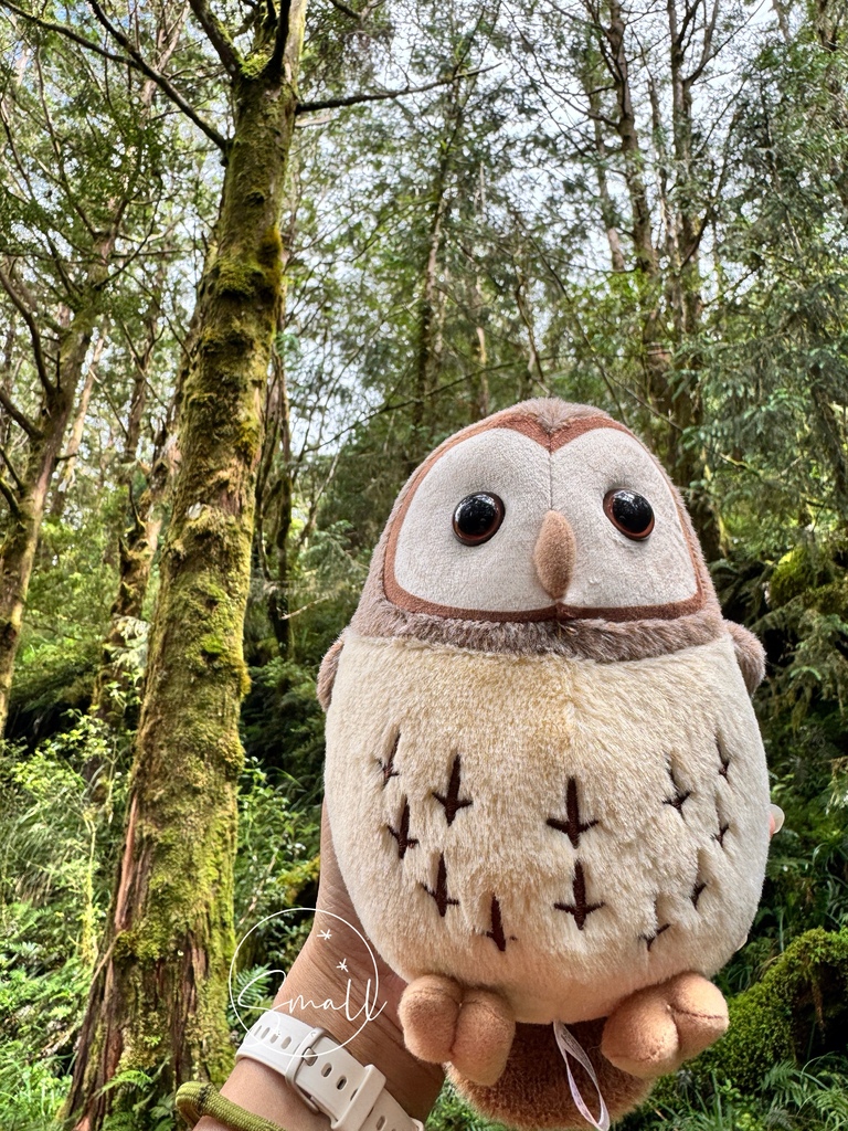 太平山限定【灰林鴞布偶娃娃】一趟旅程一定要有獨一無二的紀念品 太平山限定【灰林鴞布偶娃娃】一趟旅程一定要有獨一無二的紀念品