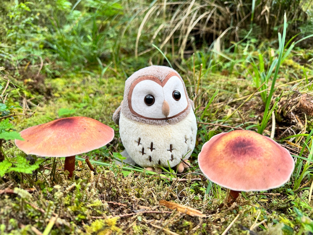 太平山限定【灰林鴞布偶娃娃】一趟旅程一定要有獨一無二的紀念品 太平山限定【灰林鴞布偶娃娃】一趟旅程一定要有獨一無二的紀念品