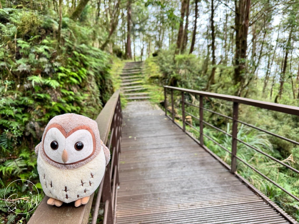 太平山限定【灰林鴞布偶娃娃】一趟旅程一定要有獨一無二的紀念品 太平山限定【灰林鴞布偶娃娃】一趟旅程一定要有獨一無二的紀念品