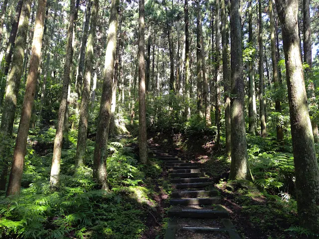 東眼山國家森林遊樂區 - 親子峰步道