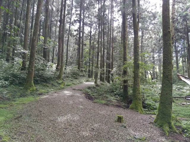 東眼山國家森林遊樂區 - 親子峰步道