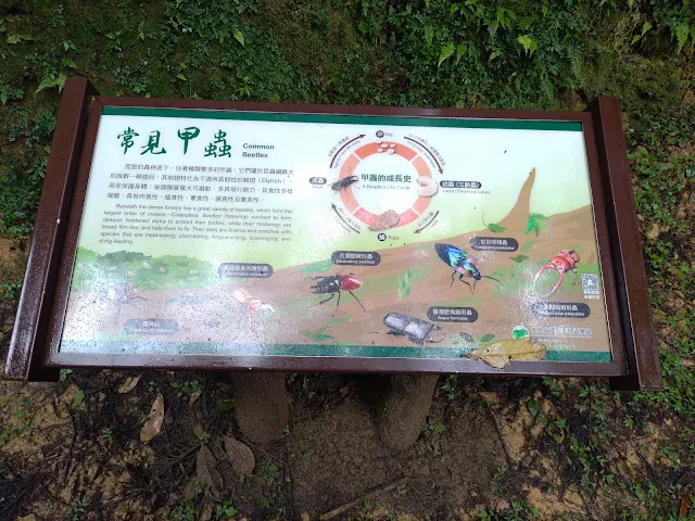 東眼山國家森林遊樂區 - 親子峰步道