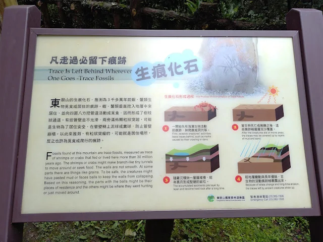 東眼山國家森林遊樂區 - 地質走廊 - 生痕化石區