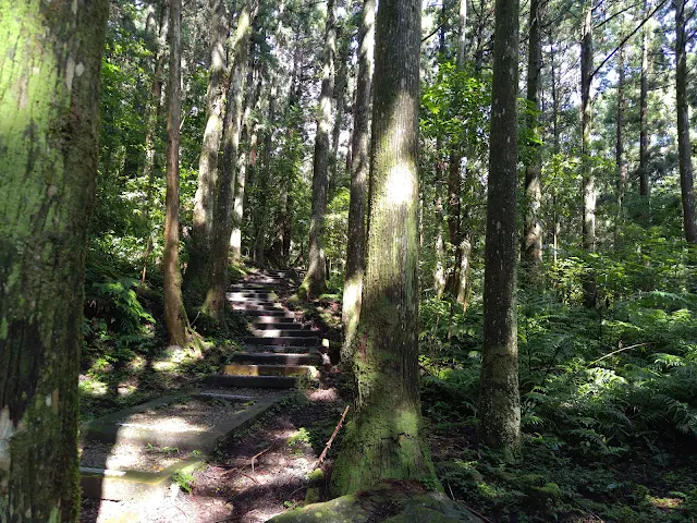 東眼山國家森林遊樂區 - 親子峰步道